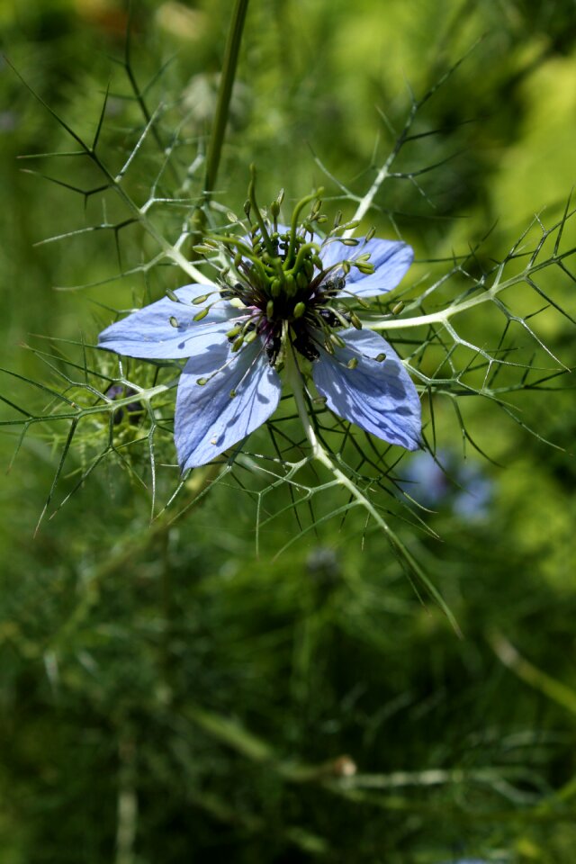 Damascus nigella flower garden blue flower
