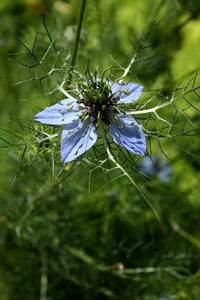 Damascus nigella flower garden blue flower