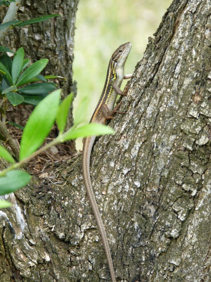 Trunk tree reptile