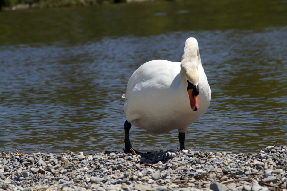 Bird water water bird