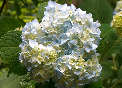 Blossom flower bloom shrub