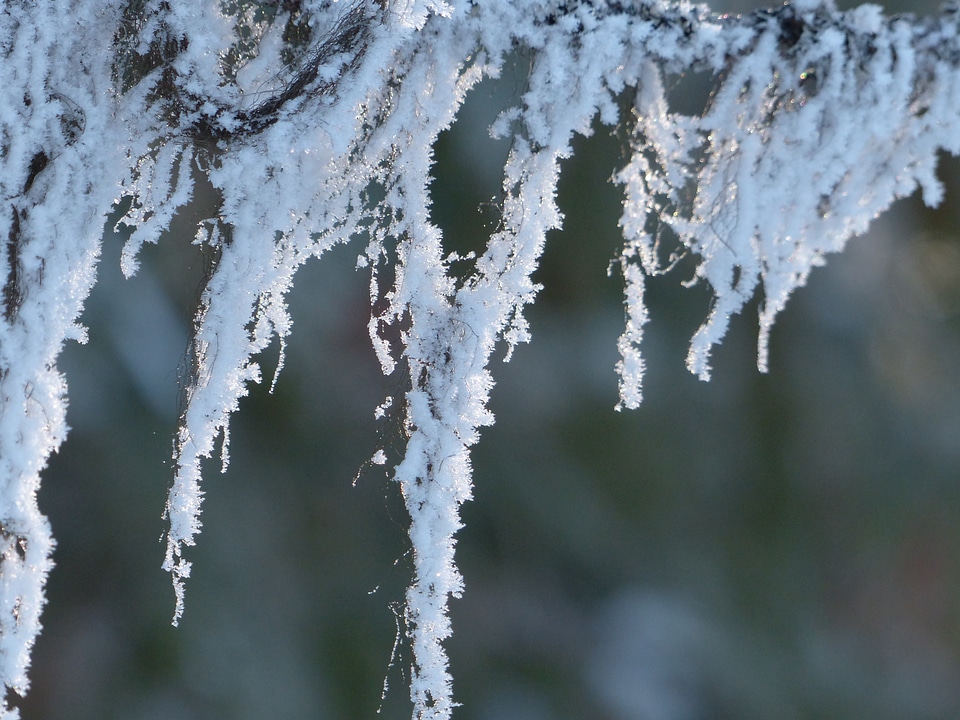 Ice cold branch tree
