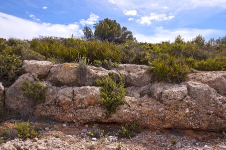 Plants rocks