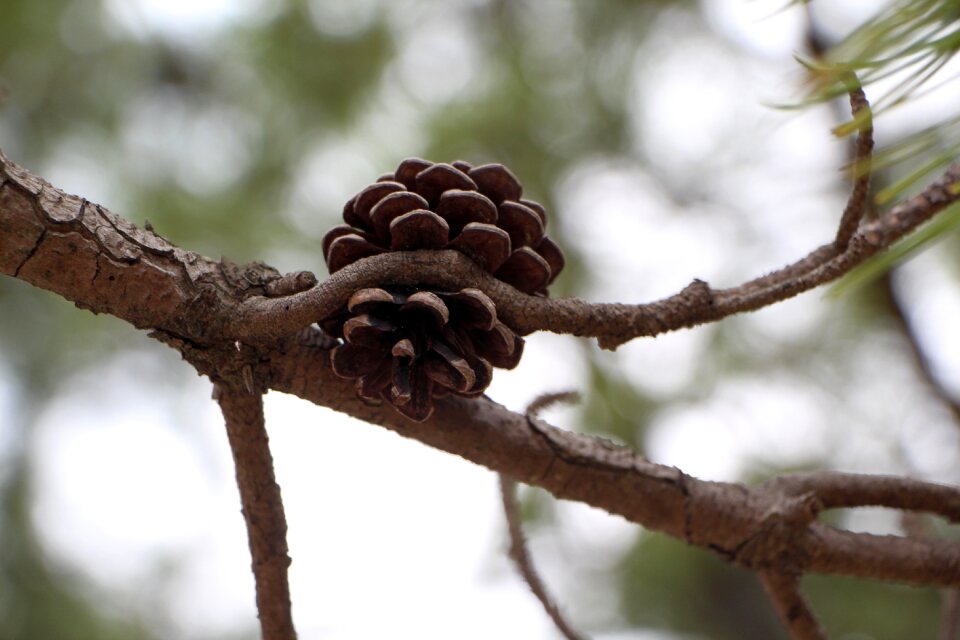 Nature wood mountain photo