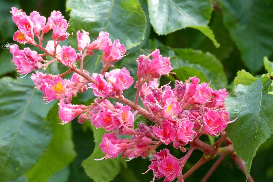 Candle close up flowers