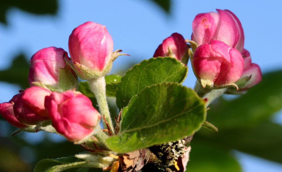 Blossom bloom spring