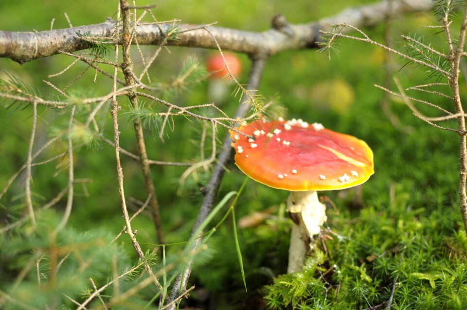 Autumn nature forest