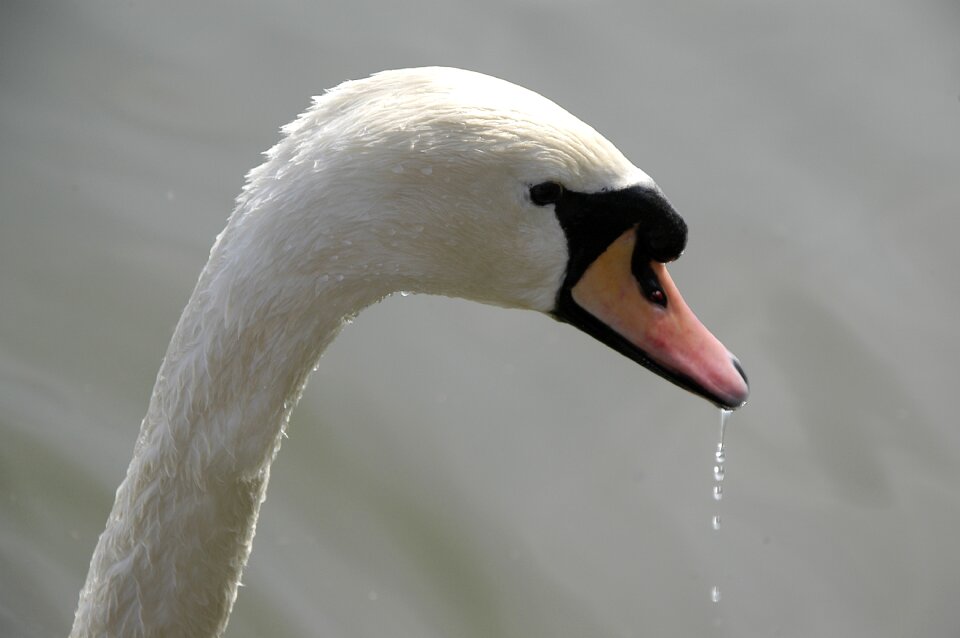 Water bird animal