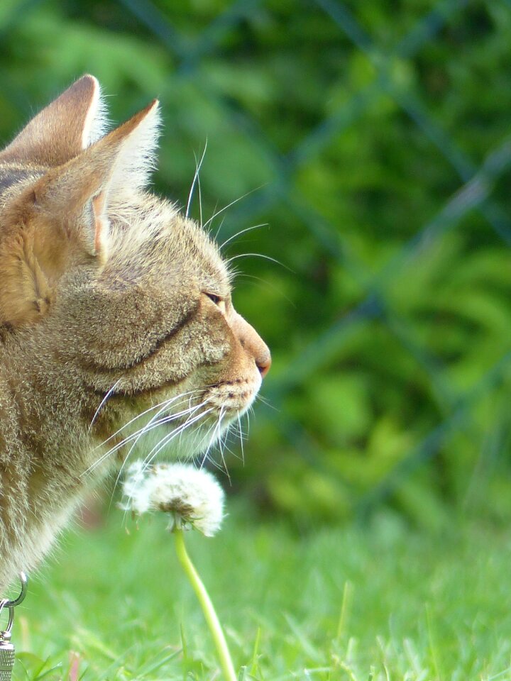 Tiger cat pet dandelion