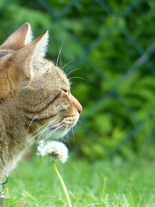 Tiger cat pet dandelion photo