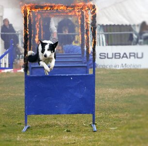 Competition training dog breed photo