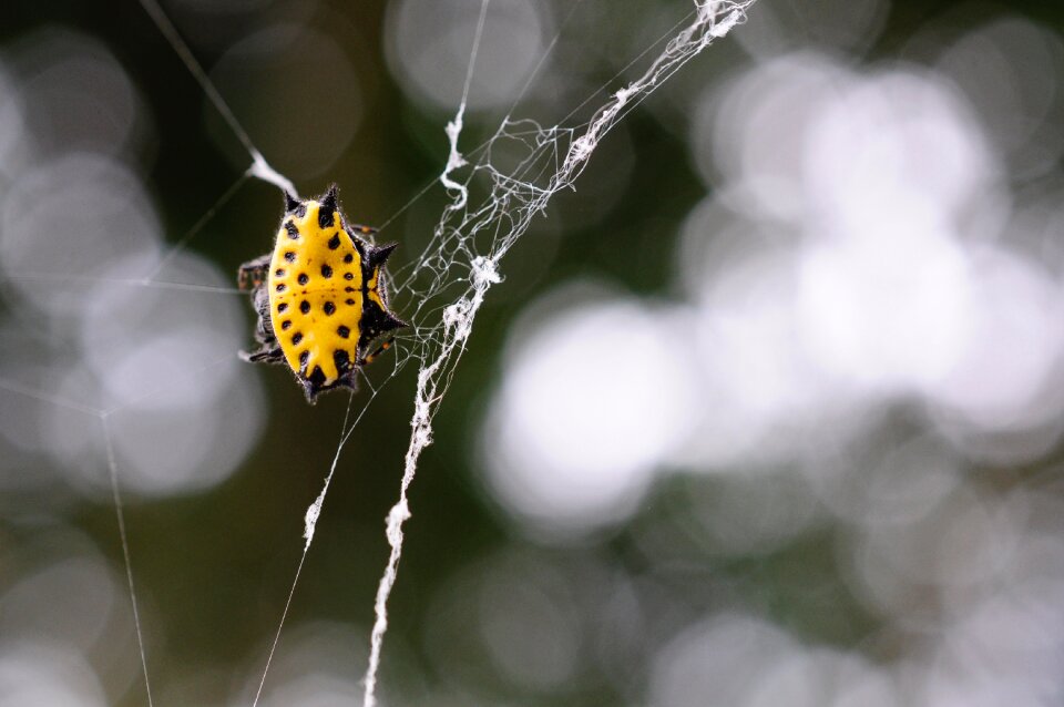 Web insects arachnid