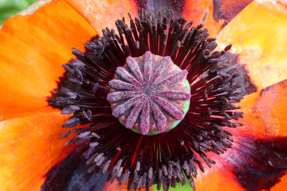 Poppy flower red poppy mohngewaechs