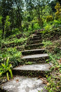 Nature landscape forest photo