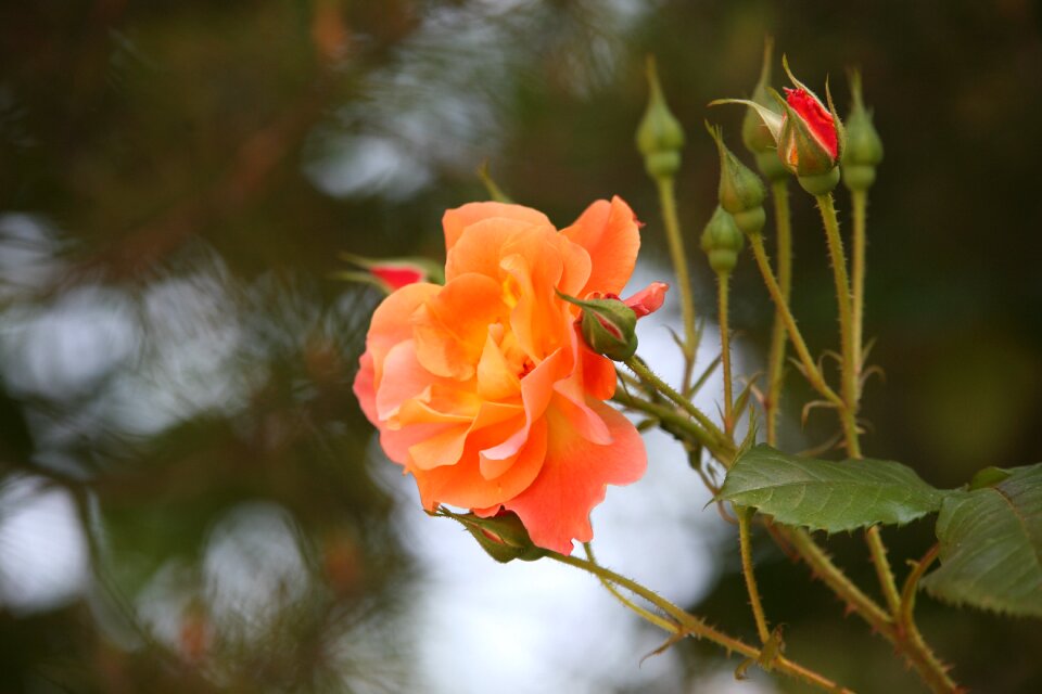 Spring nature landscape