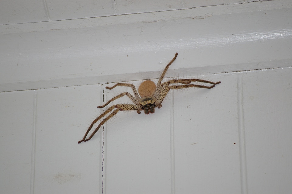 Nature wildlife bug