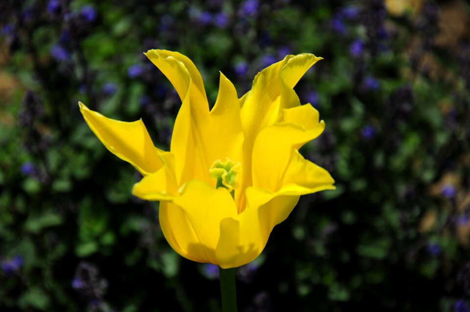 Plant yellow closeup