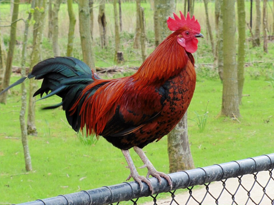Bird animal nature