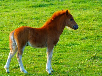 Horse petit animal photo