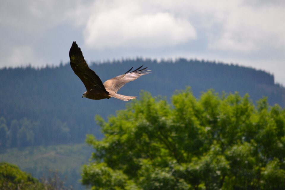 Bird eagle animal