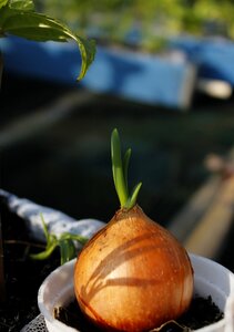 Growing fazenda gardening