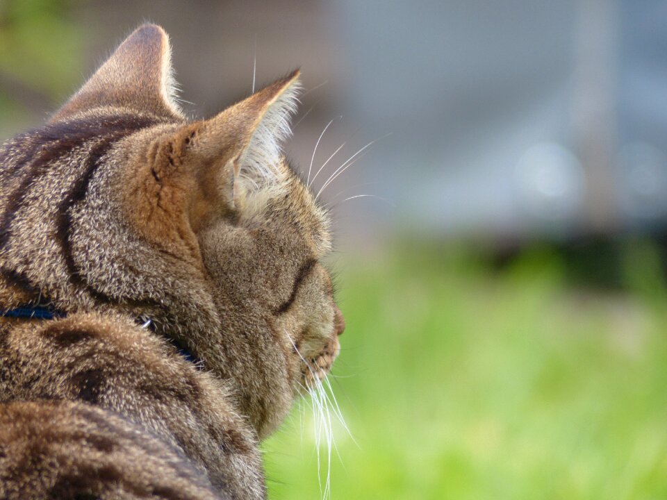 Animal tiger cat pet