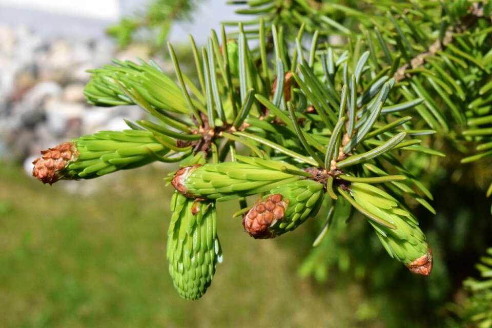 Green needles tender