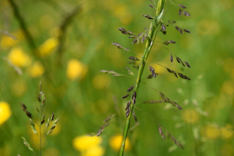 Bloom meadow spring