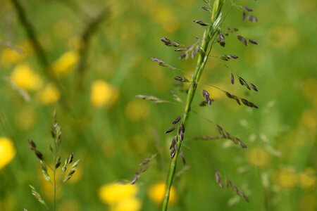 Bloom meadow spring