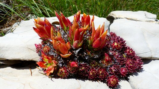 Rocks wild plant flora
