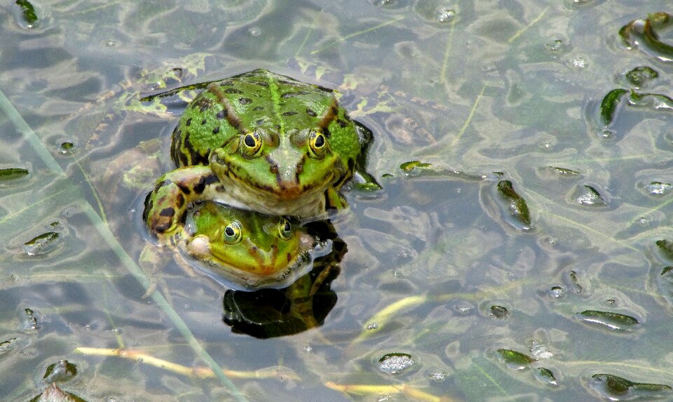 Amphibian creature water photo
