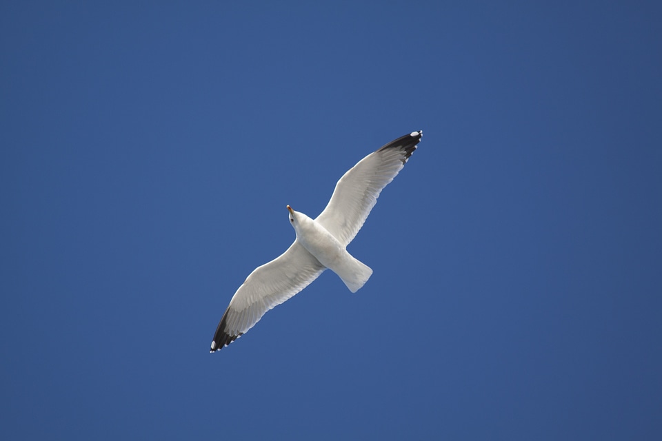 Flight flying bird