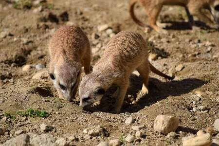 Meerkat zoo animal
