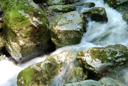 Nature force of nature moss