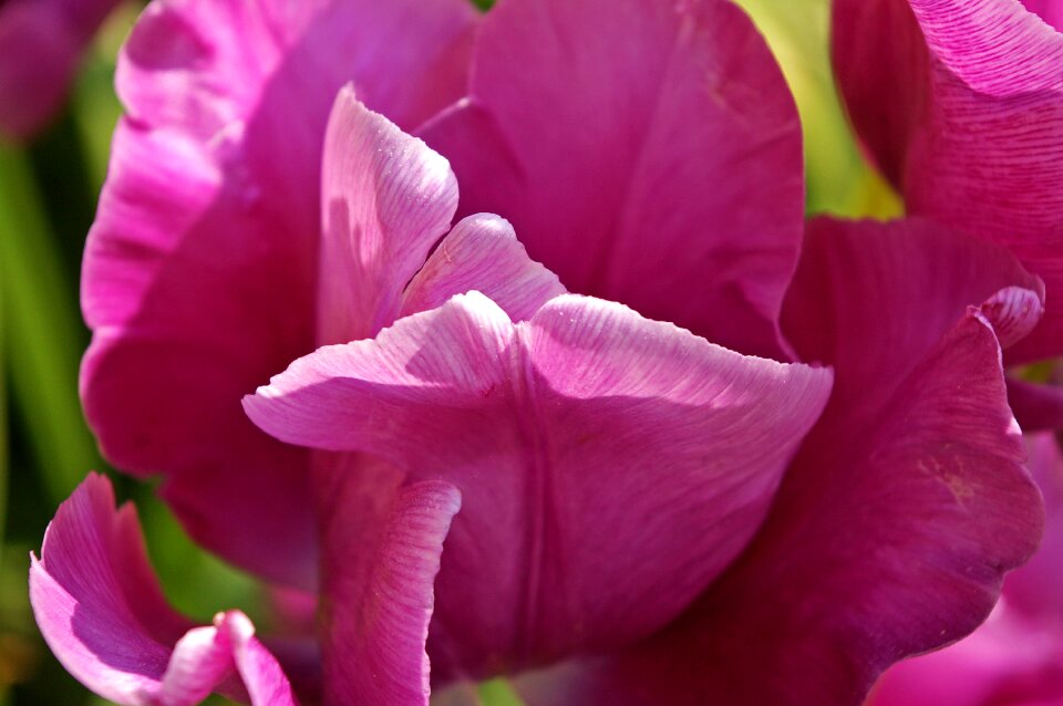 Nature flowers bloom