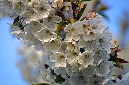 Fruit tree tree nature