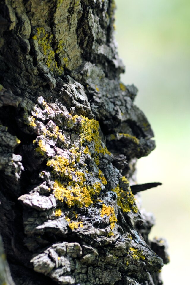 South of france bark tree