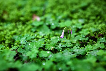 Nature plant flora