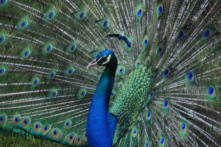 Colorful animal natural