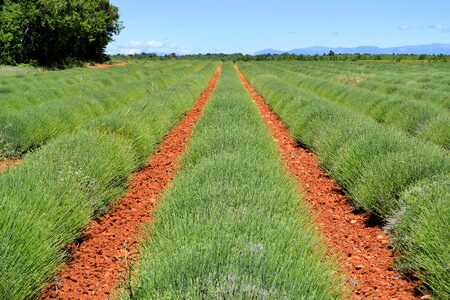 South of france lavender lavender field photo