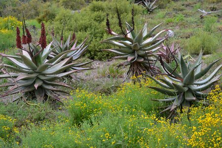 Africa breede green desert