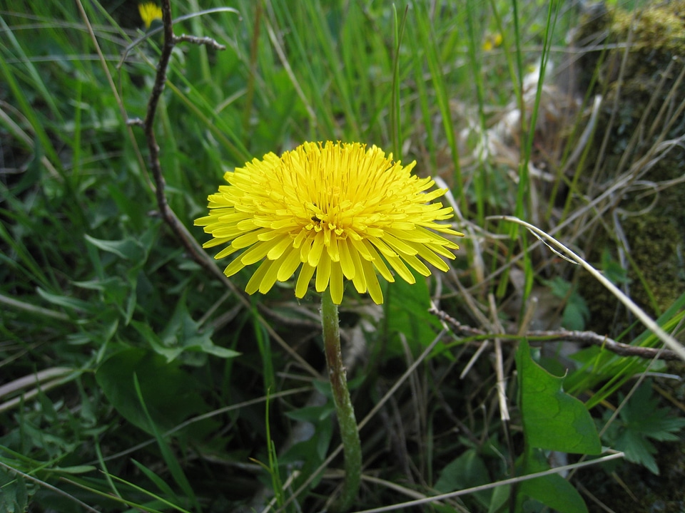 Green spring grass