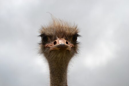 Big eyes hairy emu photo