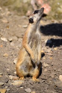 Meerkat zoo animal