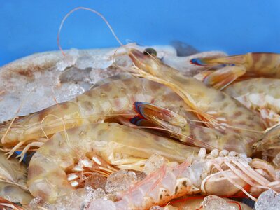 King prawns fresh fish mediterranean diet