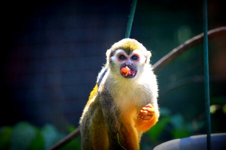 Monkey food zoo