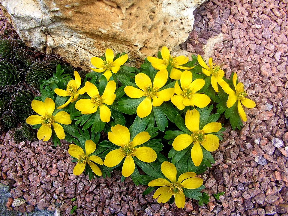 Stone yellow spring flowers jewel