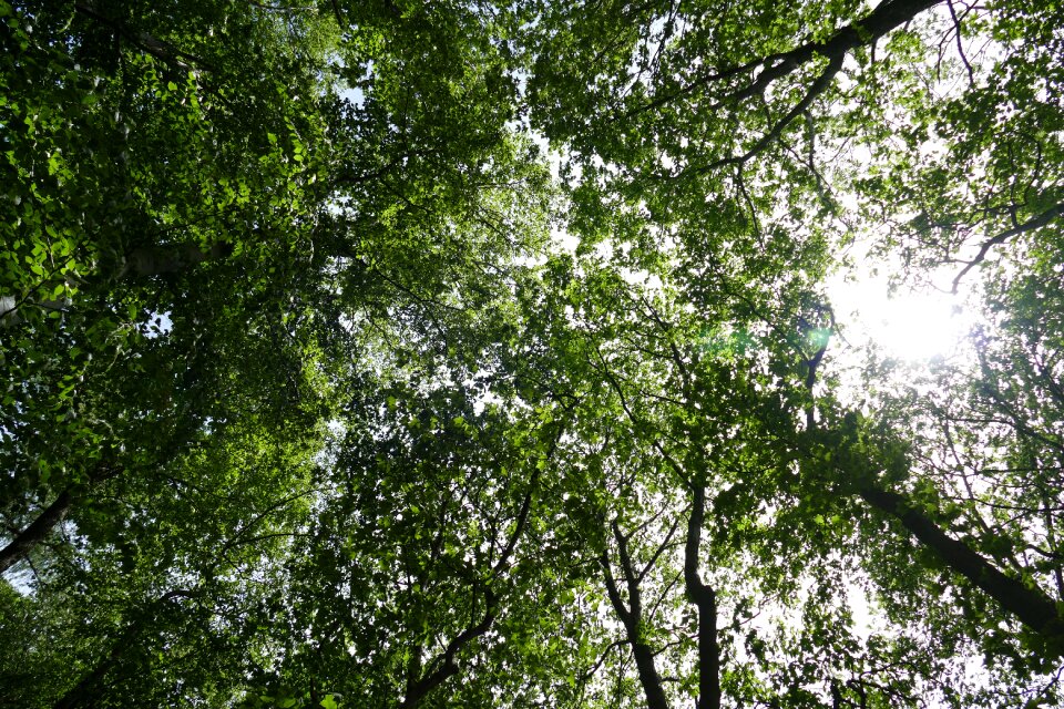 Leaves aesthetic light