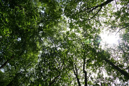 Leaves aesthetic light
