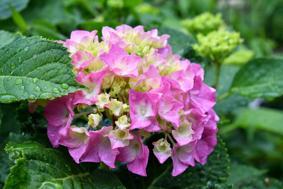 Hydrangea rainy season in tokyo Free photos